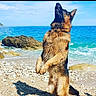 dog, german_shepherd, beach, seaside, ocean, waves, rocky_shore, blue_sky, sunlight, outdoors, animal, standing, upright_pose, fluffy_fur, wet_fur, large_dog, black_and_tan, coastline, summer, nature