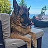 Miles a rejoint le concours — aidez-le/la à gagner de superbes lots ! dog, german_shepherd, long_hair, pointed_ears, licking, sitting, lounging, outdoor, patio, chair, wicker_furniture, cushion, tropical_plants, ocean_view, blue_sky, sunlight, portrait, pet, fur, relaxed