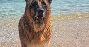 Miles a rejoint le concours — aidez-le/la à gagner de superbes lots ! dog, german_shepherd, long_hair, wet_fur, shoreline, beach, seaside, ocean, water, yacht, boats, outdoors, animal, pet, portrait, standing, alert, floppy_fur, sunlight, coast