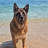 dog, german_shepherd, long_hair, wet_fur, shoreline, beach, seaside, ocean, water, yacht, boats, outdoors, animal, pet, portrait, standing, alert, floppy_fur, sunlight, coast