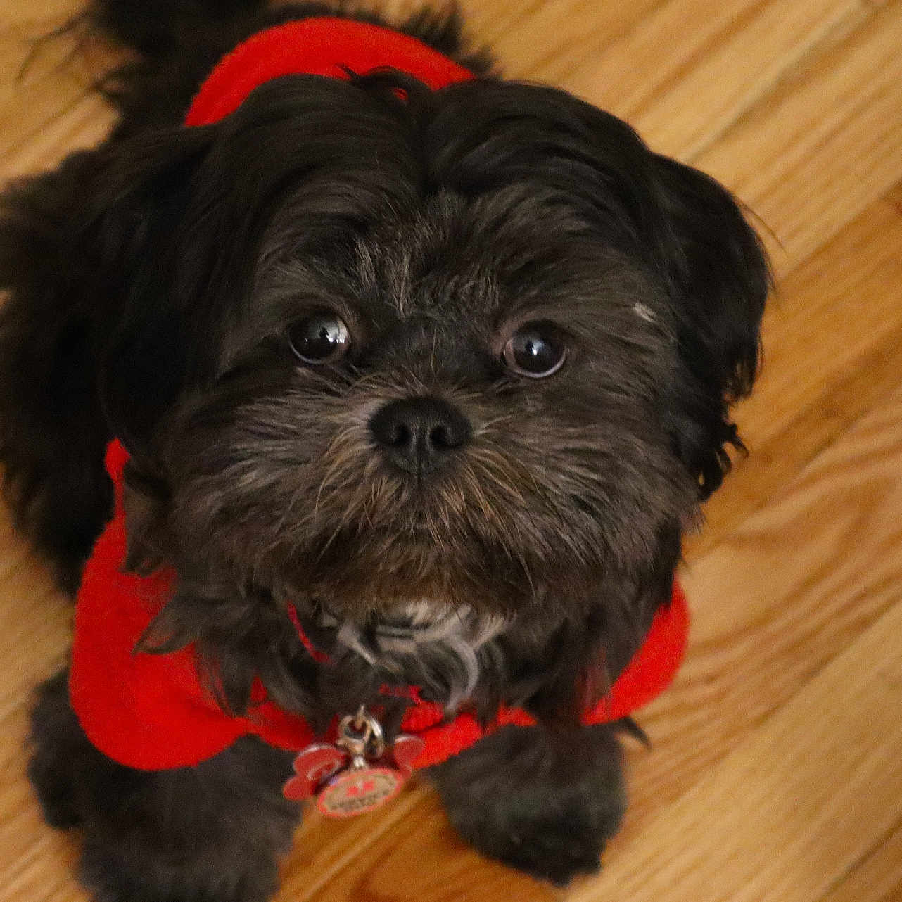 Milo joined the competition — help win amazing prizes! affenpinscher, animal, canine, dog, hardwood, pet, puppy, terrier, wood