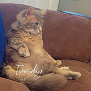 Ezra Fitz joined the competition — help win amazing prizes! cat, feline, pet, brown_couch, relaxed, indoor, home, door, fur, animal, sitting, cozy, comfortable, looking_away, furry, domestic_animal, mammal, resting, cushion, text_overlay