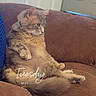 cat, feline, pet, brown_couch, relaxed, indoor, home, door, fur, animal, sitting, cozy, comfortable, looking_away, furry, domestic_animal, mammal, resting, cushion, text_overlay