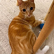 Gaïa participe au concours pour gagner de l'argent avec cette photo : animal, carpet, cat, close_up, curious, cute, domestic_cat, fur, indoor, looking_back, orange_tabby, paw, pet, playful, relaxing, table_leg, toy, whiskers, wooden_furniture, young_cat