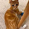 animal, carpet, cat, close_up, curious, cute, domestic_cat, fur, indoor, looking_back, orange_tabby, paw, pet, playful, relaxing, table_leg, toy, whiskers, wooden_furniture, young_cat
