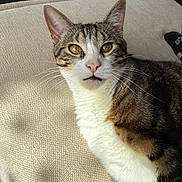 éros a rejoint le concours — aidez-le/la à gagner de superbes lots ! animal, beige, cat, closeup, cushion, ear, feline, fur, indoor, looking, mouth, nose, pet, portrait, relaxed, resting, tabby, texture, whiskers, yellow_eyes