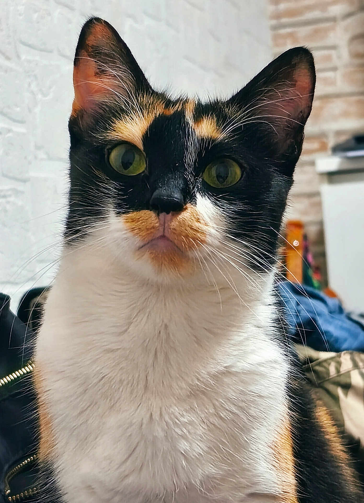 Mimitô a rejoint le concours — aidez-le/la à gagner de superbes lots ! cat, calico, close_up, indoor, pet, animal, fur, whiskers, ears, green_eyes, face, portrait, cute, domestic_cat, feline, looking, sitting, household, texture, background