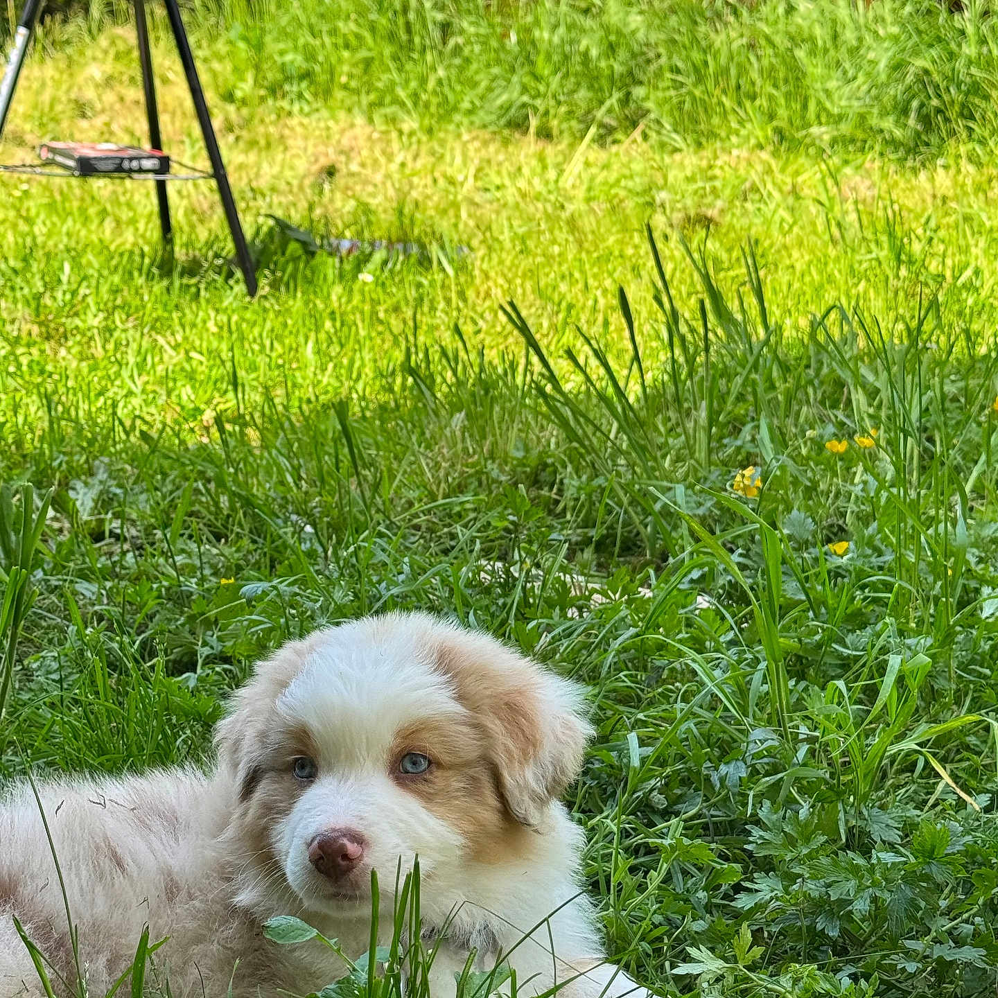 Aïko participe au concours pour gagner de l'argent avec cette photo : animal, backyard, canine, dog, grass, herbal, herbs, jar, lawn, nature, outdoors, pet, plant, planter, pottedplant, pottery, puppy, summer, vase, yard