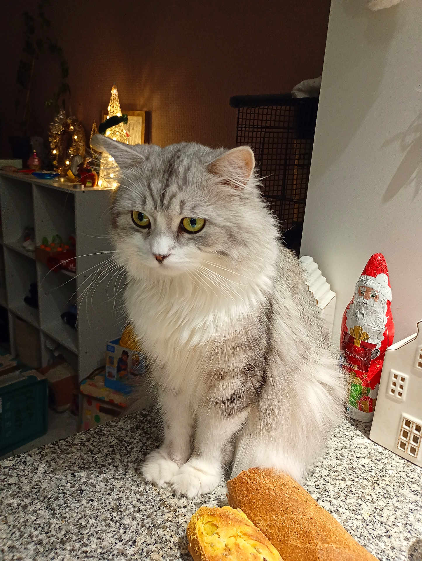 Coco participe au concours pour gagner de l'argent avec cette photo : cat, gray_cat, fluffy_cat, bread, countertop, indoor, holiday_decorations, santa_figure, lit_tree, festive, cozy, domestic, pet, fur, whiskers, eyes, tabletop, kitchen, background, soft_lighting