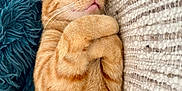 Néo a rejoint le concours — aidez-le/la à gagner de superbes lots ! cat, orange_tabby, sleeping, cozy, paws, fluffy, cushion, rug, relaxed, pet, feline, cute, whiskers, indoor, nap, fur, adorable, comfort, rest, peaceful