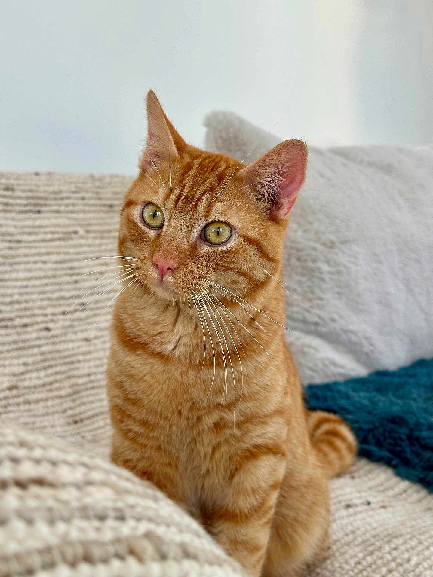 Néo participe au concours pour gagner de l'argent avec cette photo : cat, ginger_cat, tabby, pet, animal, feline, whiskers, ears, green_eyes, knitted_blanket, cushion, indoor, cozy, cute, curious, sitting, fur, soft_light, household, portrait