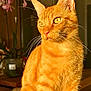 Néo a rejoint le concours — aidez-le/la à gagner de superbes lots ! cat, ginger_cat, orange_fur, whiskers, indoor, sunlight, flower, orchid, plant, close_up, pet, animal, feline, portrait, curious, golden_eyes, warm_light, soft_focus, domestic_cat, cozy