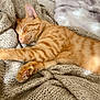 Néo a rejoint le concours — aidez-le/la à gagner de superbes lots ! cat, orange_tabby, sleeping, cozy, blanket, knit, soft, pillow, indoor, resting, feline, pet, cute, relaxed, paw, fur, whiskers, comfort, home, nap