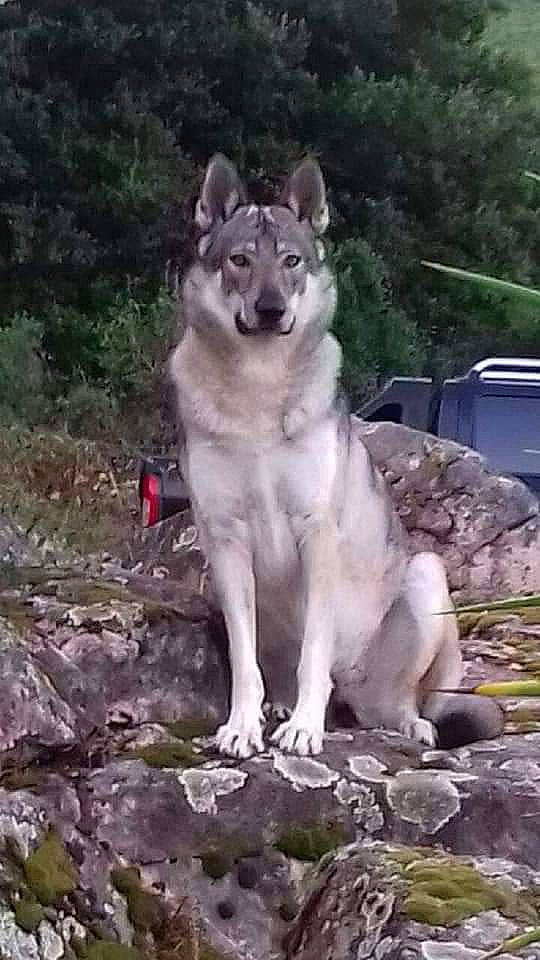 Malia a rejoint le concours — aidez-le/la à gagner de superbes lots ! ancient_dog_breeds, canidae, canis, carnivore, dog, dog_breed, east_european_shepherd, plant, snout, sporting_group, sulimov_dog, tail, terrestrial_animal, tree, wildlife, wolf, working_animal, working_dog