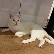 Flocon a rejoint le concours — aidez-le/la à gagner de superbes lots ! cat, white_cat, blue_eyes, pet, animal, indoor, wooden_floor, relaxed, feline, domestic_animal, laying_down, quiet, household, fur, pink_paw_pads, shadow, cabinet, minimalist, calm, closeup