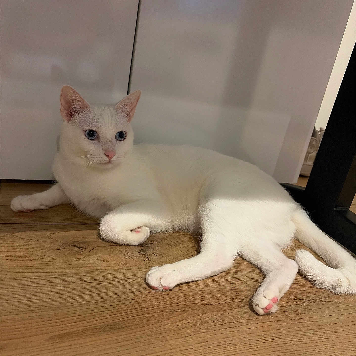 Flocon a rejoint le concours — aidez-le/la à gagner de superbes lots ! cat, white_cat, blue_eyes, pet, animal, indoor, wooden_floor, relaxed, feline, domestic_animal, laying_down, quiet, household, fur, pink_paw_pads, shadow, cabinet, minimalist, calm, closeup