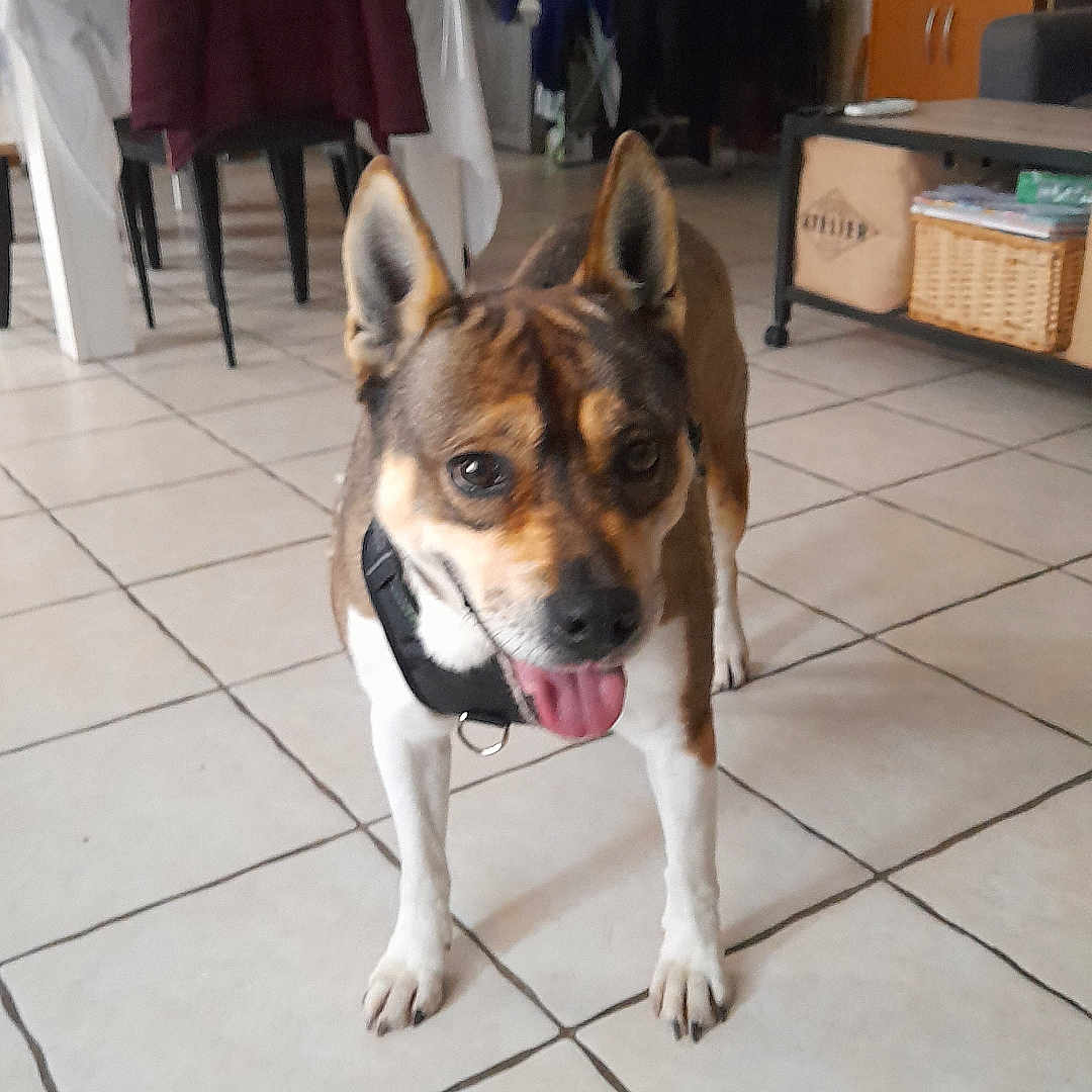 Malya participe au concours pour gagner de l'argent avec cette photo : animal, basket, cabinet, chair, clothes, coat, dog, ears, furniture, happy, headphones, household, indoor, living_room, pet, plant, table, tile_floor, tongue, window