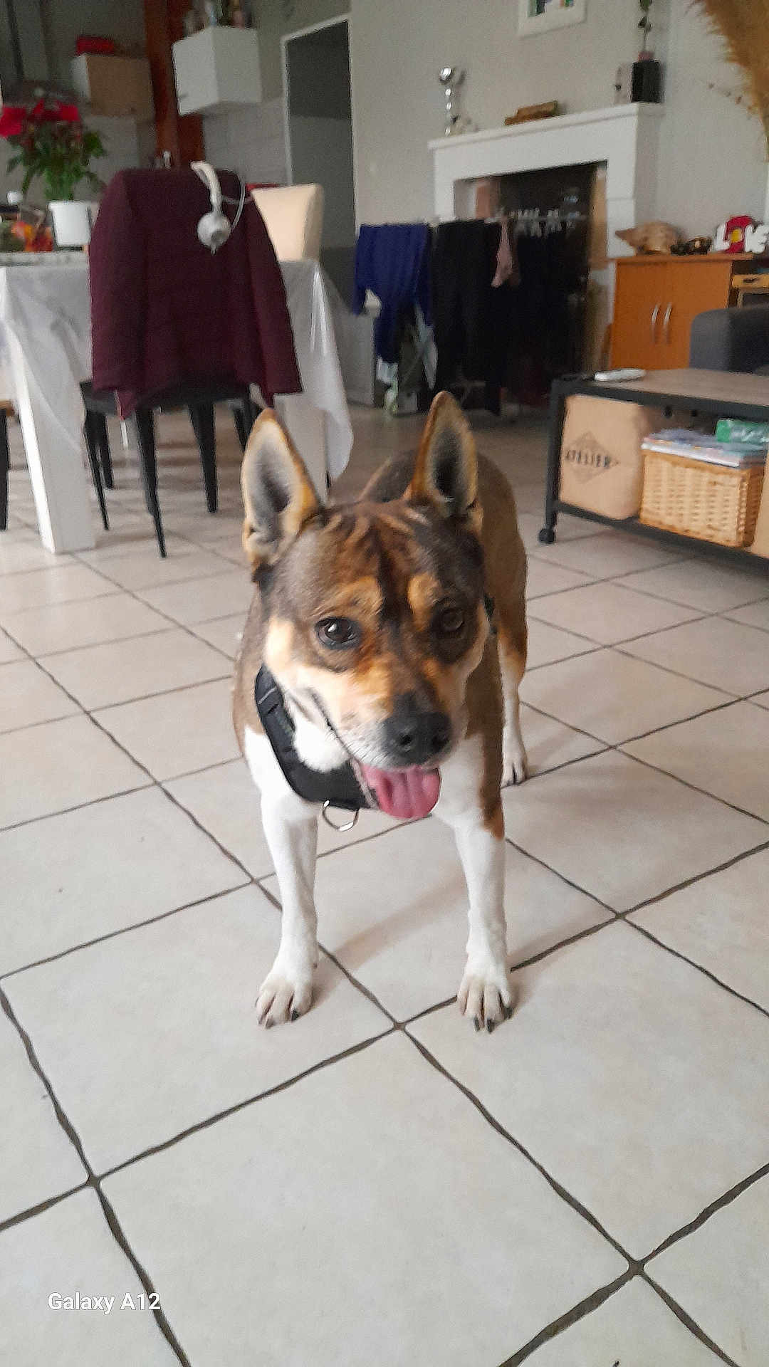 Malya participe au concours pour gagner de l'argent avec cette photo : dog, indoor, tile_floor, furniture, living_room, pet, animal, ears, tongue, happy, household, basket, clothes, table, chair, coat, headphones, plant, cabinet, window