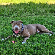 Bear joined the competition — help win amazing prizes! dog, grass, outdoor, pet, collar, tongue_out, happy, lawn, animal, canine, summer, relaxing, nature, greenery, playful, domestic_animal, mammal, friendly, park, sunlight