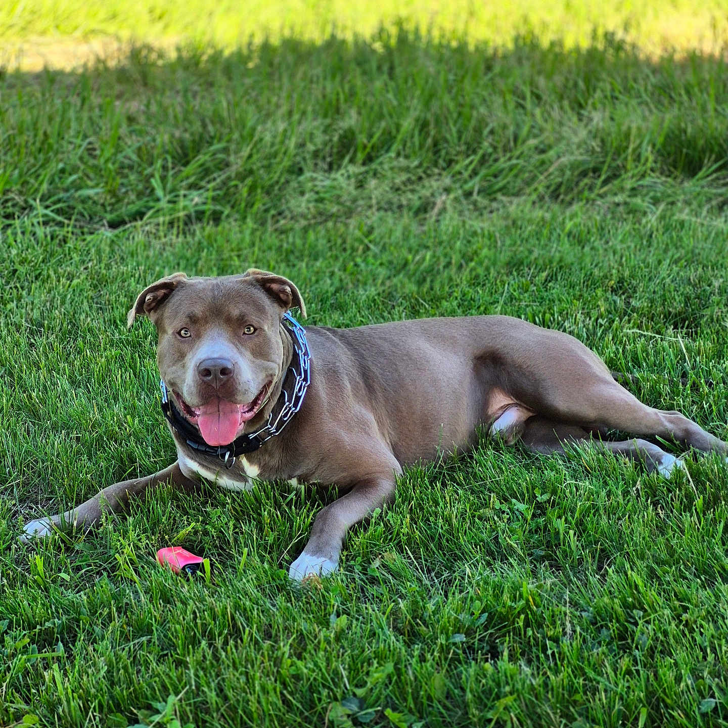 Bear joined the competition — help win amazing prizes! animal, canine, collar, dog, domestic_animal, friendly, grass, greenery, happy, lawn, mammal, nature, outdoor, park, pet, playful, relaxing, summer, sunlight, tongue_out