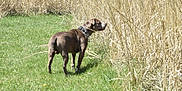 Bear is registered to the contest to win money with this photo: alert, animal, brown_dog, canine, collar, daylight, dog, dry_grass, field, grass, grass_path, green, mammal, nature, outdoor, pet, side_view, standing, sunlight, wild