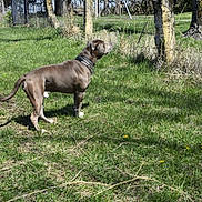 Bear is registered to the contest to win money with this photo: alert, animal, brown_dog, canine, collar, daytime, dog, fence, field, grass, greenery, nature, outdoor, pet, quiet, rural, side_view, standing, sunlight, trees