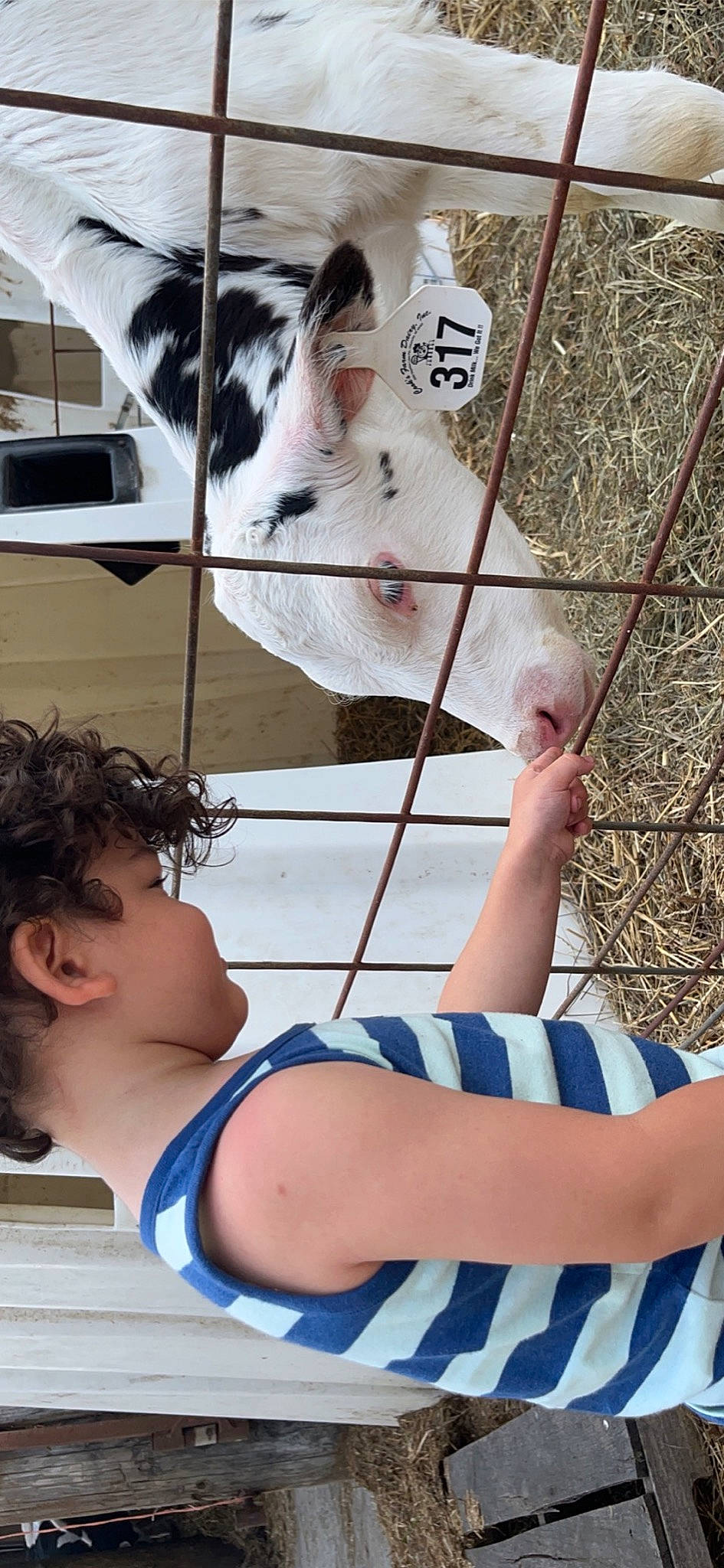 Josiah is registered to the contest to win money with this photo: blue, chest, elbow, fawn, felidae, fur, human_leg, leisure, line, mammal, nail, pattern, person, photograph, recreation, skin, snout, thigh, vertebrate, whiskers