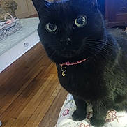 Fiona is registered to the contest to win money with this photo: cat, black_cat, pet, domestic_cat, collar, id_tag, green_eyes, whiskers, paws, sitting, indoor, wooden_floor, bedspread, floral_pattern, close_up, portrait, furniture, coffee_table, basket, curious