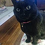 cat, black_cat, pet, domestic_cat, collar, id_tag, green_eyes, whiskers, paws, sitting, indoor, wooden_floor, bedspread, floral_pattern, close_up, portrait, furniture, coffee_table, basket, curious