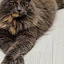 cat, fluffy, lying_down, crossed_paws, yellow_eyes, indoor, wooden_floor, grey_fur, tan_fur, pet, feline, whiskers, closeup, portrait, animal, mammal, relaxed, cute, domestic, fur
