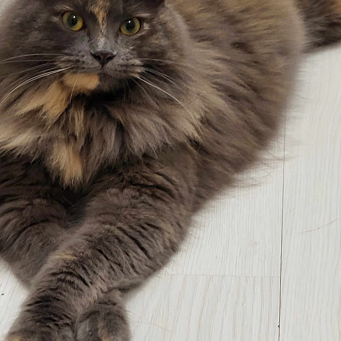 Romy a rejoint le concours — aidez-le/la à gagner de superbes lots ! animal, cat, closeup, crossed_paws, cute, domestic, feline, fluffy, fur, grey_fur, indoor, lying_down, mammal, pet, portrait, relaxed, tan_fur, whiskers, wooden_floor, yellow_eyes