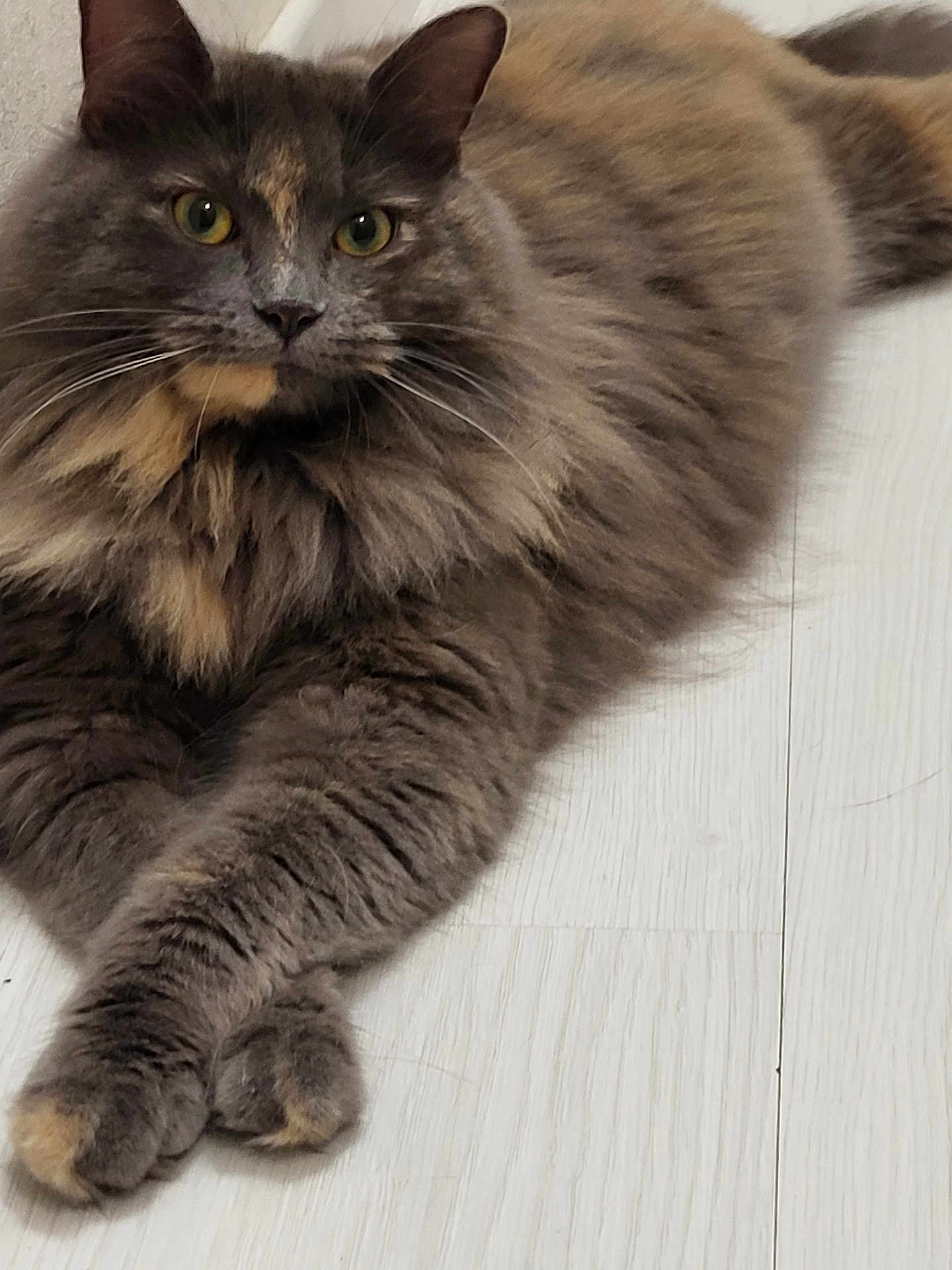 Romy a rejoint le concours — aidez-le/la à gagner de superbes lots ! cat, fluffy, lying_down, crossed_paws, yellow_eyes, indoor, wooden_floor, grey_fur, tan_fur, pet, feline, whiskers, closeup, portrait, animal, mammal, relaxed, cute, domestic, fur