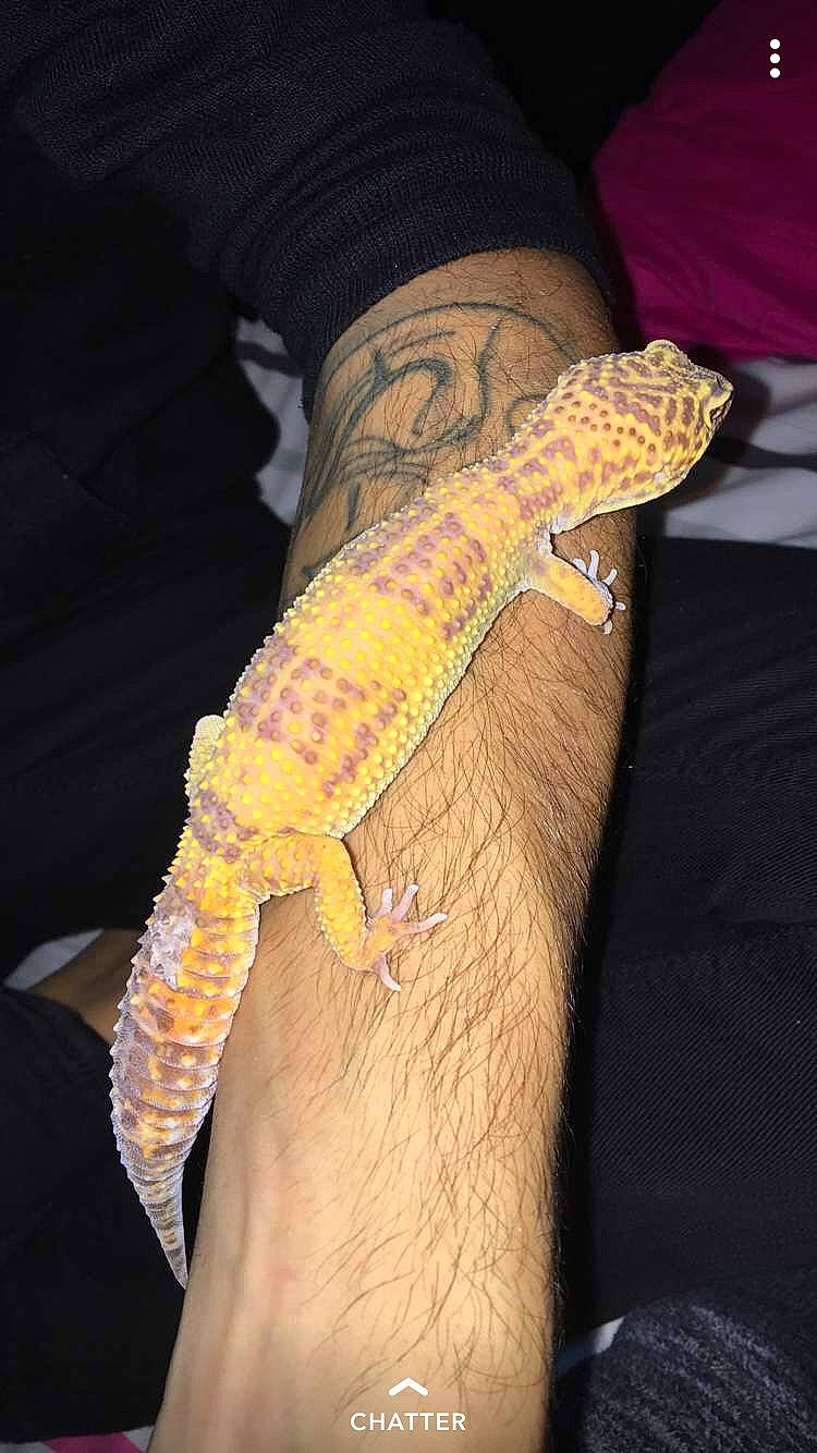 Taïro participe au concours pour gagner de l'argent avec cette photo : arm, dragon_lizard, gecko, iguana, iguania, iguanidae, lizard, monitor_lizard, reptile, scaled_reptile, turkish_gecko