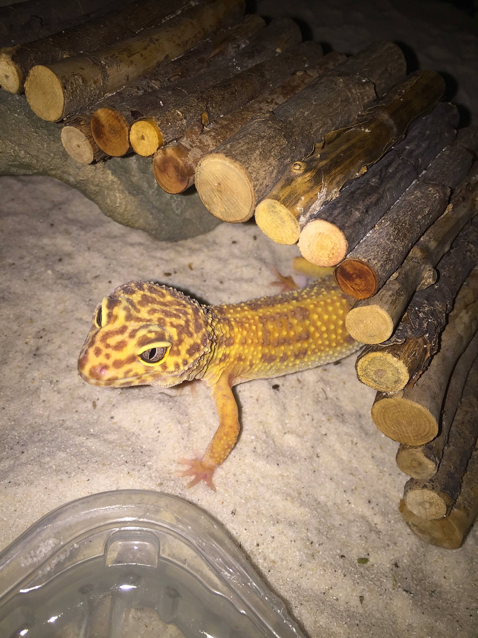 Taïro a rejoint le concours — aidez-le/la à gagner de superbes lots ! amphibian, dragon_lizard, gecko, lizard, reptile, scaled_reptile, tail, terrestrial_animal