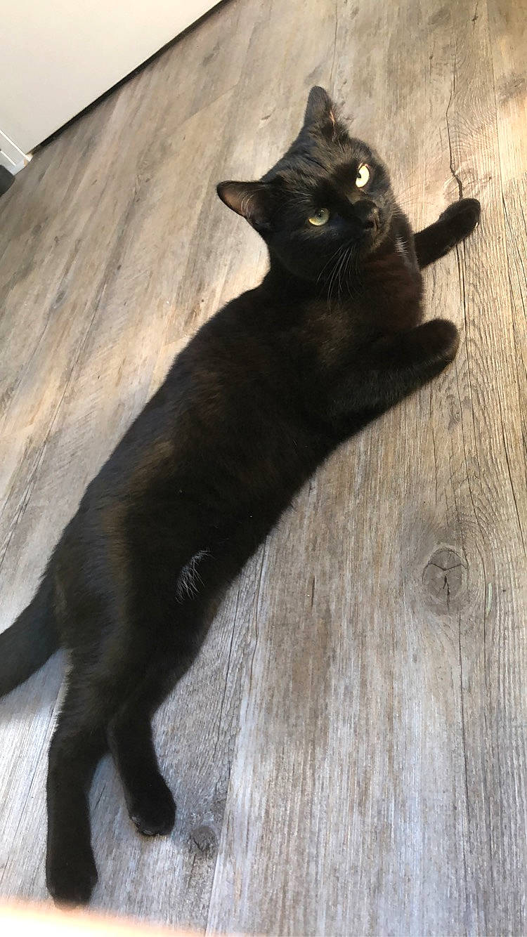 Pablo a rejoint le concours — aidez-le/la à gagner de superbes lots ! asian, black, black_cat, bombay, burmese, carnivore, cat, domestic_short_haired_cat, felidae, floor, flooring, fur, hardwood, havana_brown, korat, mammal, small_to_medium_sized_cats, tail, whiskers, wood