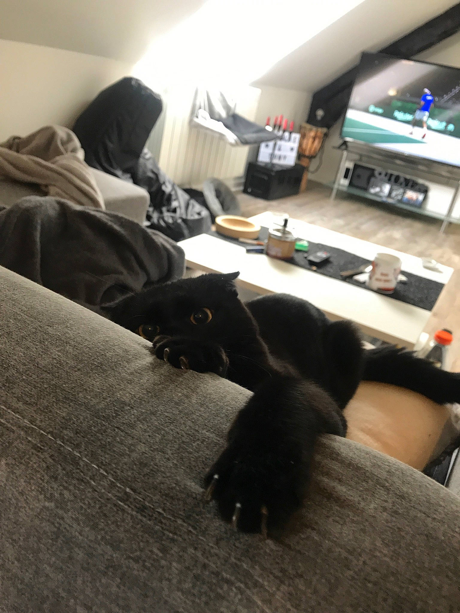 Pablo participe au concours pour gagner de l'argent avec cette photo : canidae, cat, comfort, floor, flooring, furniture, nap, non_sporting_group, room, sporting_group