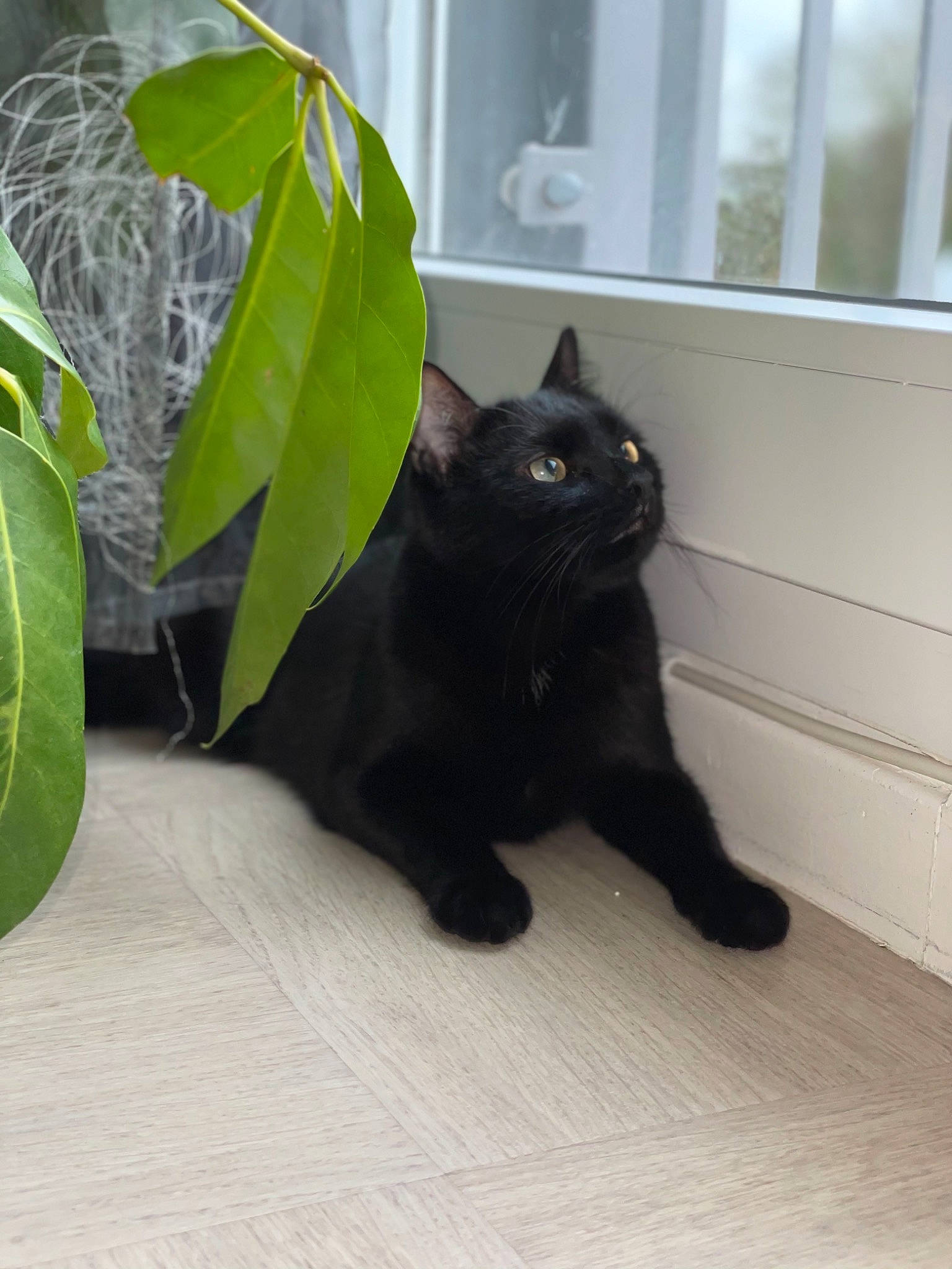 Pablo