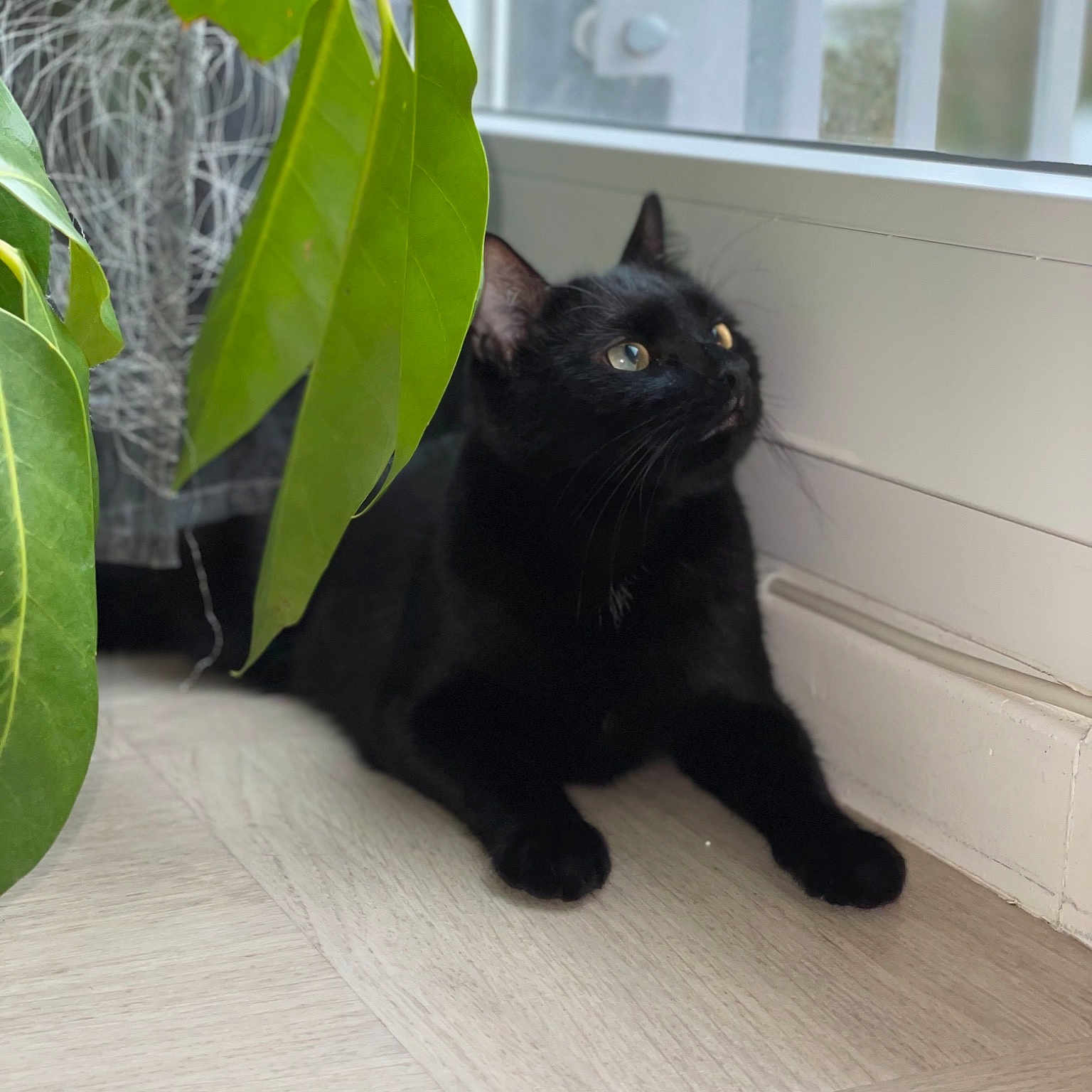 Pablo