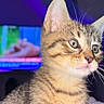 kitten, cat, tabby, indoor, pet, animal, whiskers, fur, closeup, portrait, curious, eyes, young, domestic_cat, feline, mammal, cute, face, background, television