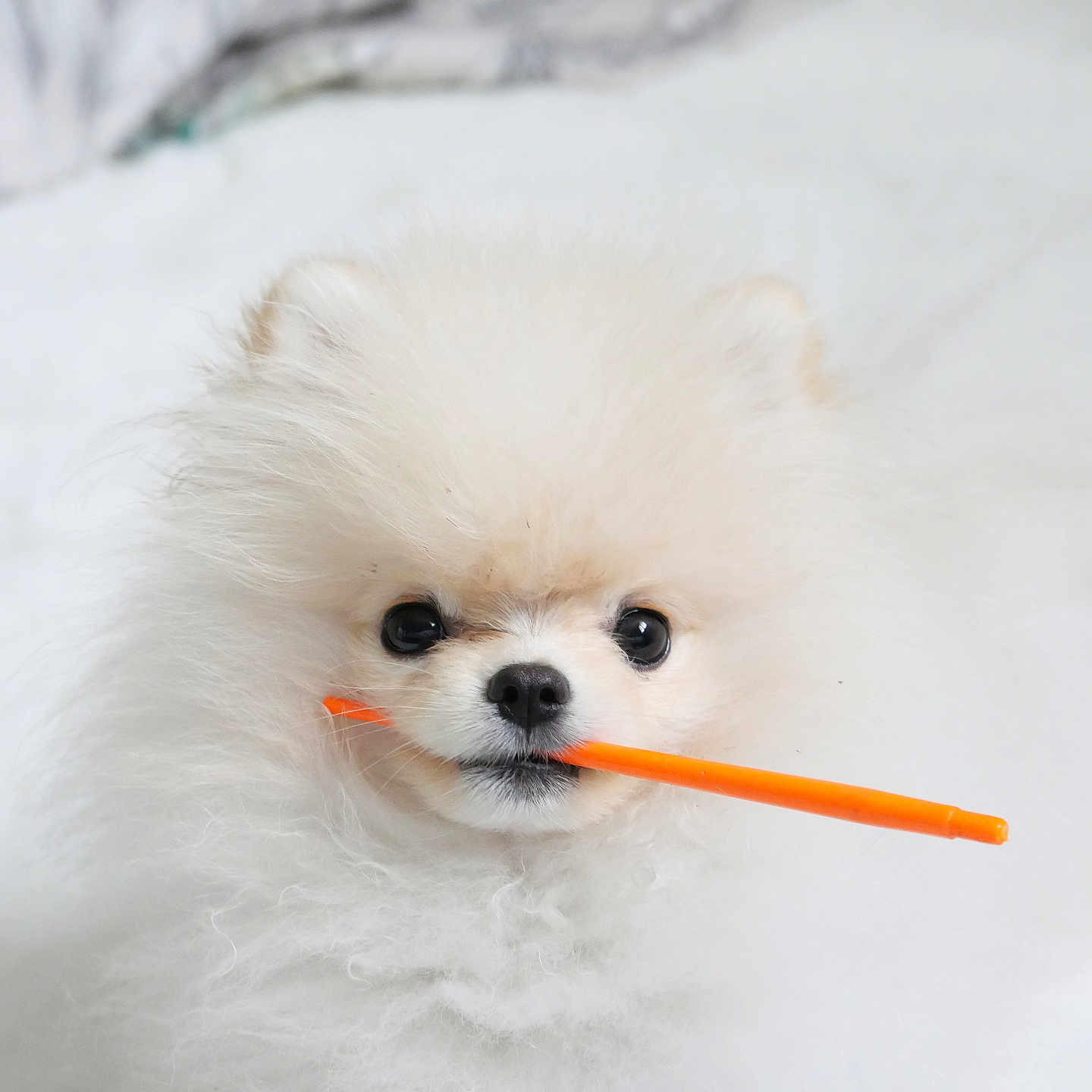 Oups a rejoint le concours — aidez-le/la à gagner de superbes lots ! animal, bodypart, brush, canine, cockerspaniel, device, dog, eskimodog, food, leash, mouth, papillon, pencil, person, pet, poodle, puppy, terrier, tool, whitedog