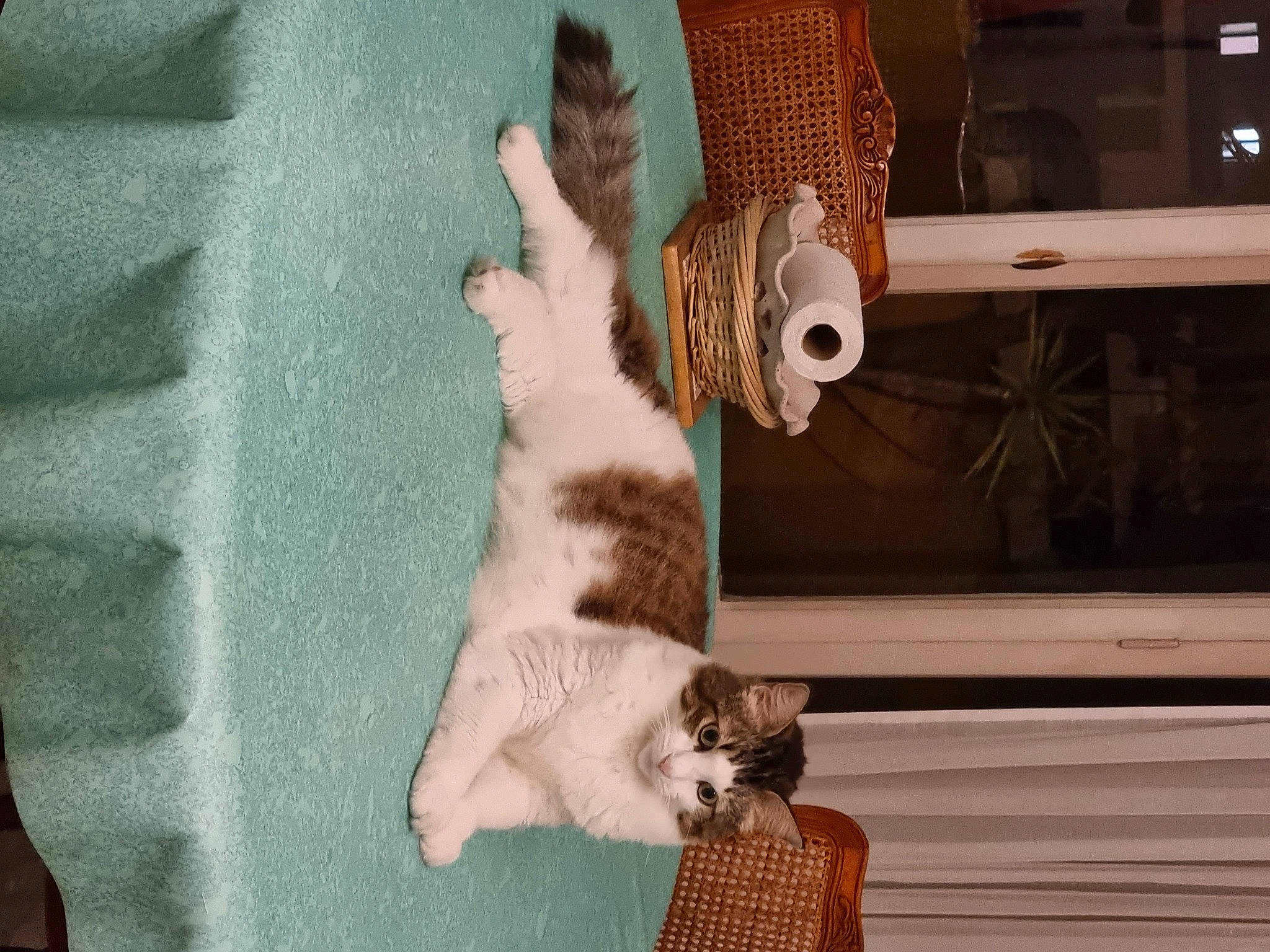 Princesse Et Filou a rejoint le concours — aidez-le/la à gagner de superbes lots ! canidae, carnivore, cat, cat_supply, claw, companion_dog, domestic_short_haired_cat, fawn, felidae, fur, hardwood, linens, paw, room, small_to_medium_sized_cats, stuffed_toy, tail, toy, whiskers, wood