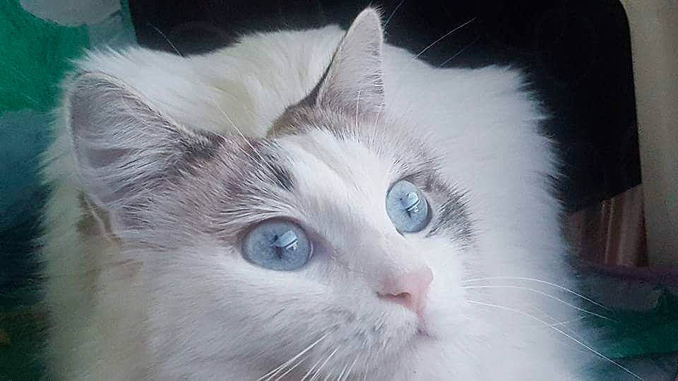 Princesse Et Filou a rejoint le concours — aidez-le/la à gagner de superbes lots ! carnivore, cat, domestic_short_haired_cat, ear, felidae, fur, head, iris, small_to_medium_sized_cats, snout, whiskers, window