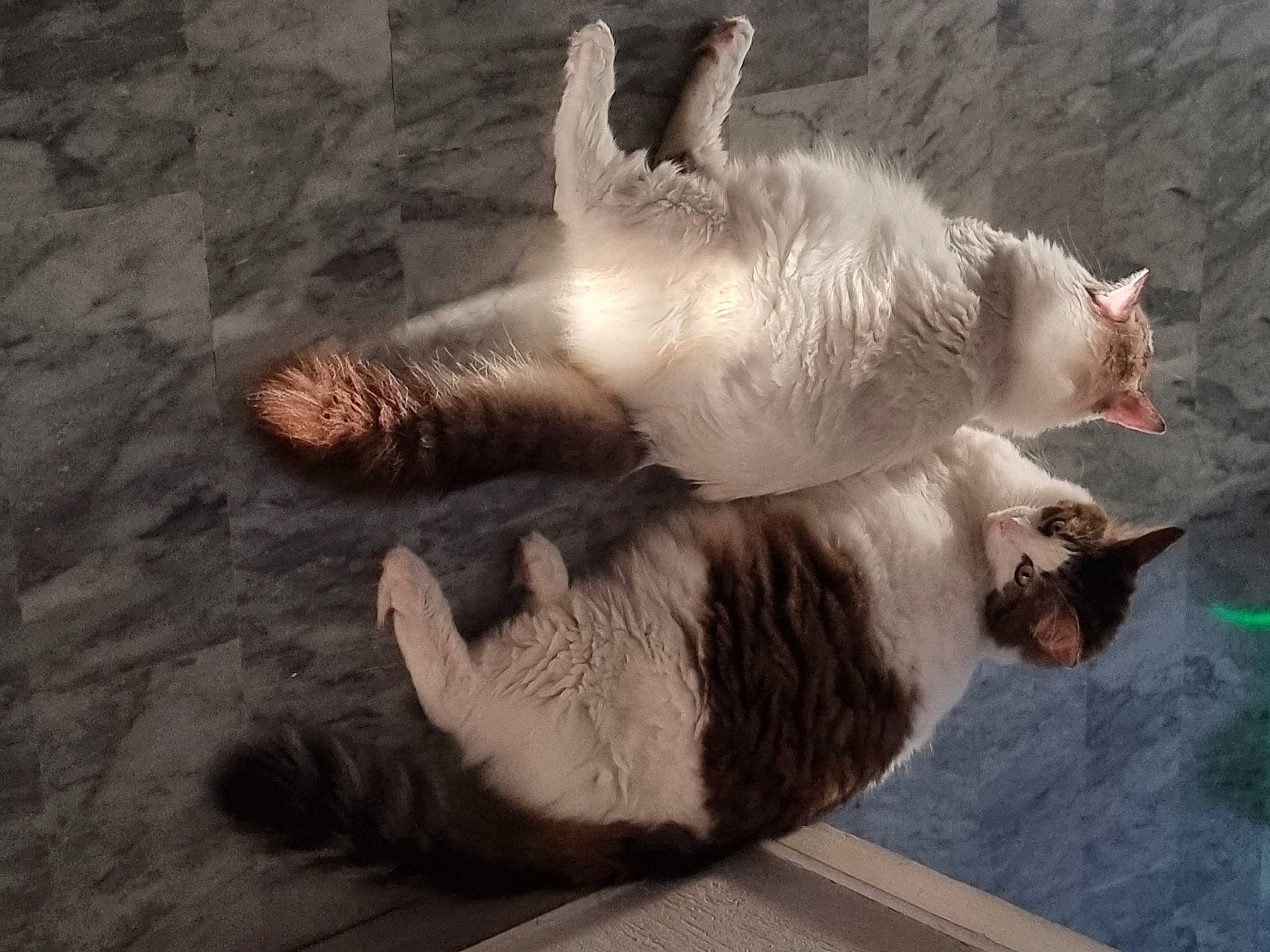 Princesse Et Filou a rejoint le concours — aidez-le/la à gagner de superbes lots ! carnivore, cat, claw, comfort, dog_breed, domestic_short_haired_cat, fawn, felidae, foot, fur, gesture, nap, paw, small_to_medium_sized_cats, snout, tail, terrestrial_animal, toe, whiskers, wood