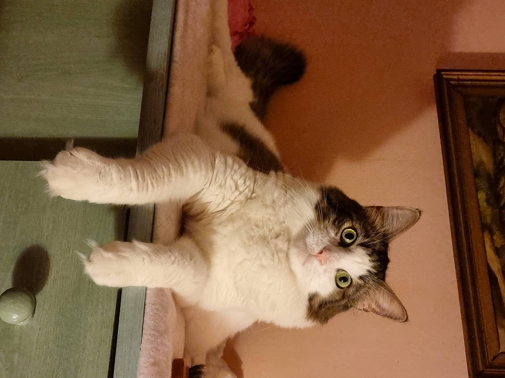 Princesse Et Filou a rejoint le concours — aidez-le/la à gagner de superbes lots ! carnivore, cat, claw, domestic_short_haired_cat, door, eye, fawn, felidae, flooring, fur, mammal, paw, picture_frame, small_to_medium_sized_cats, snout, tail, thai, whiskers, window, wood