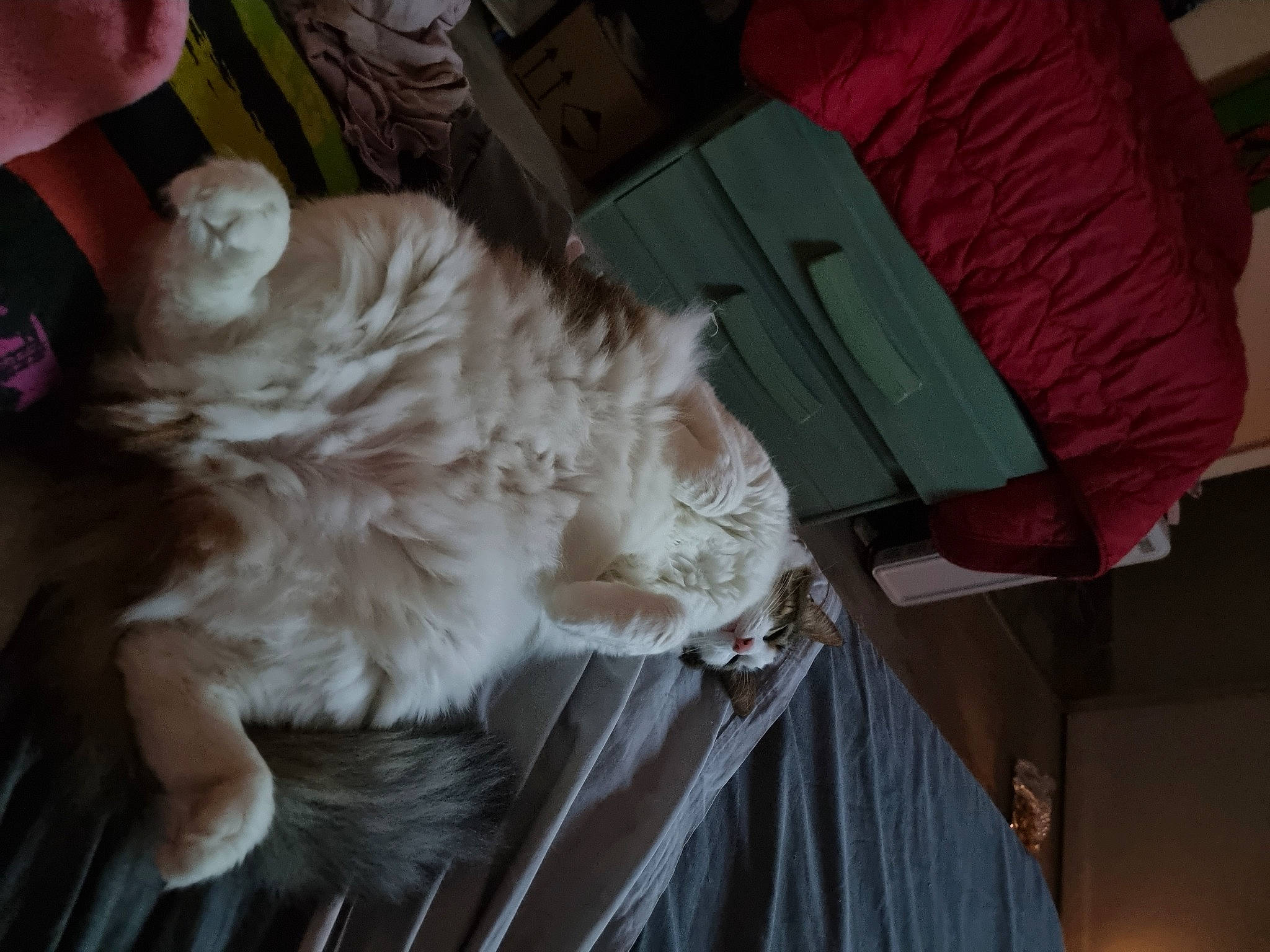 Princesse Et Filou a rejoint le concours — aidez-le/la à gagner de superbes lots ! canidae, carnivore, cat, claw, comfort, companion_dog, dog_breed, domestic_short_haired_cat, fawn, felidae, fur, paw, small_to_medium_sized_cats, snout, sporting_group, tail, whiskers