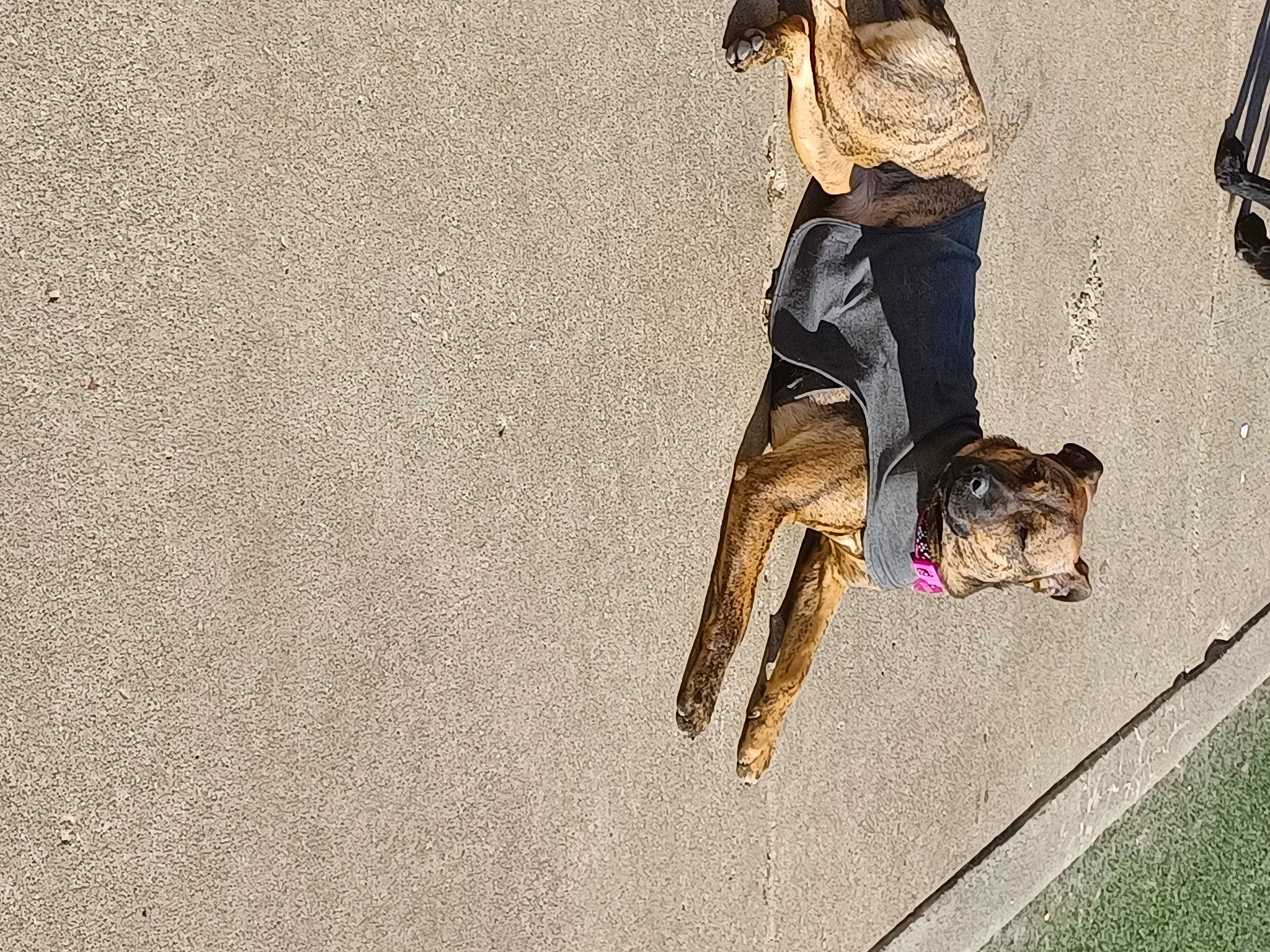 Sahara joined the competition — help win amazing prizes! asphalt, carnivore, companion_dog, concrete, dog, dog_breed, fashion_accessory, fawn, foot, fun, grass, human_leg, leash, leisure, recreation, road, road_surface, shadow, sidewalk, street_fashion