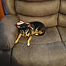 dog, small_dog, black_and_tan, pet, chihuahua, bow, pink_bow, sitting, curled_up, sleepy, indoors, recliner, chair, couch, furniture, cushion, brown, portrait, home, relaxed