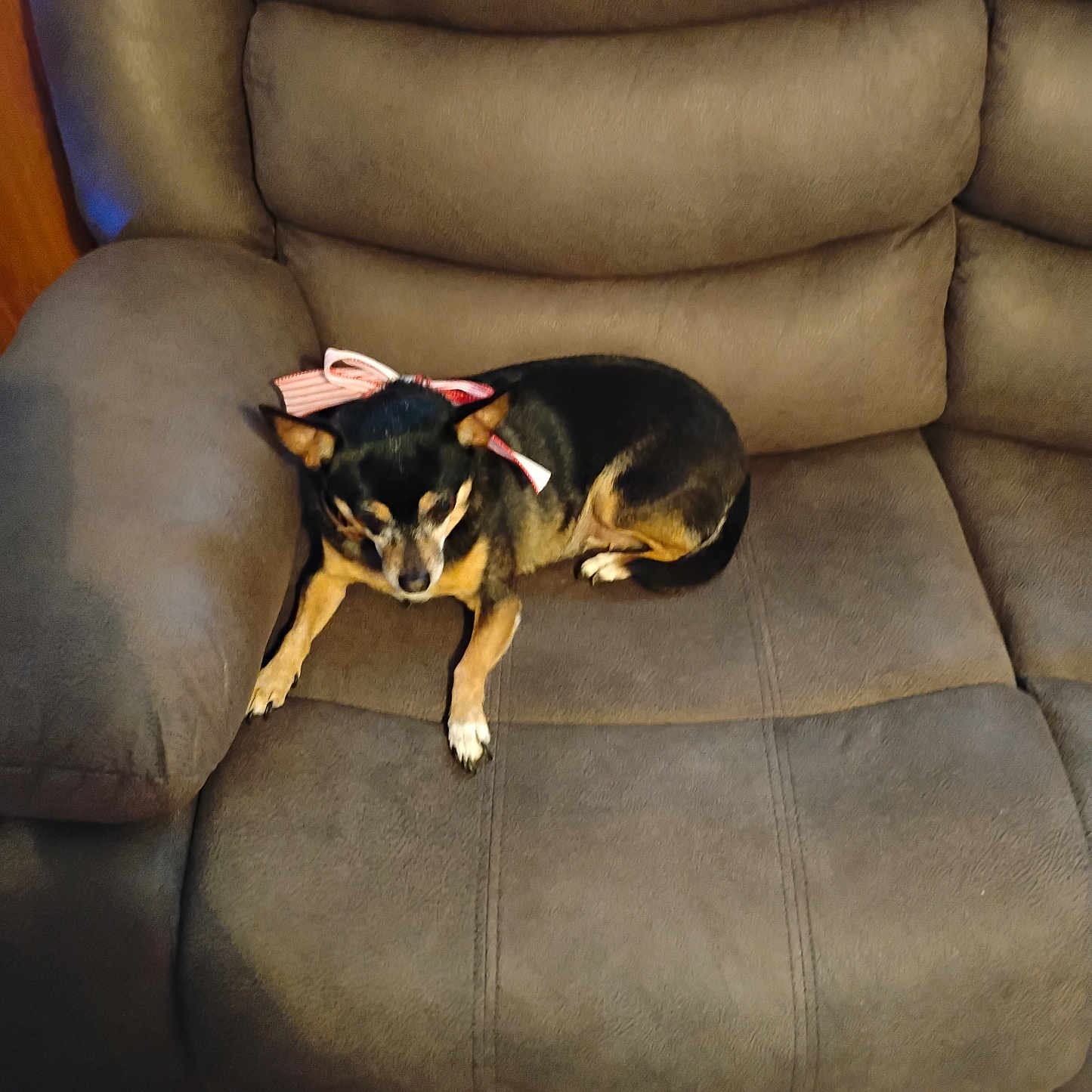 Angel is registered to the contest to win money with this photo: dog, small_dog, black_and_tan, pet, chihuahua, bow, pink_bow, sitting, curled_up, sleepy, indoors, recliner, chair, couch, furniture, cushion, brown, portrait, home, relaxed