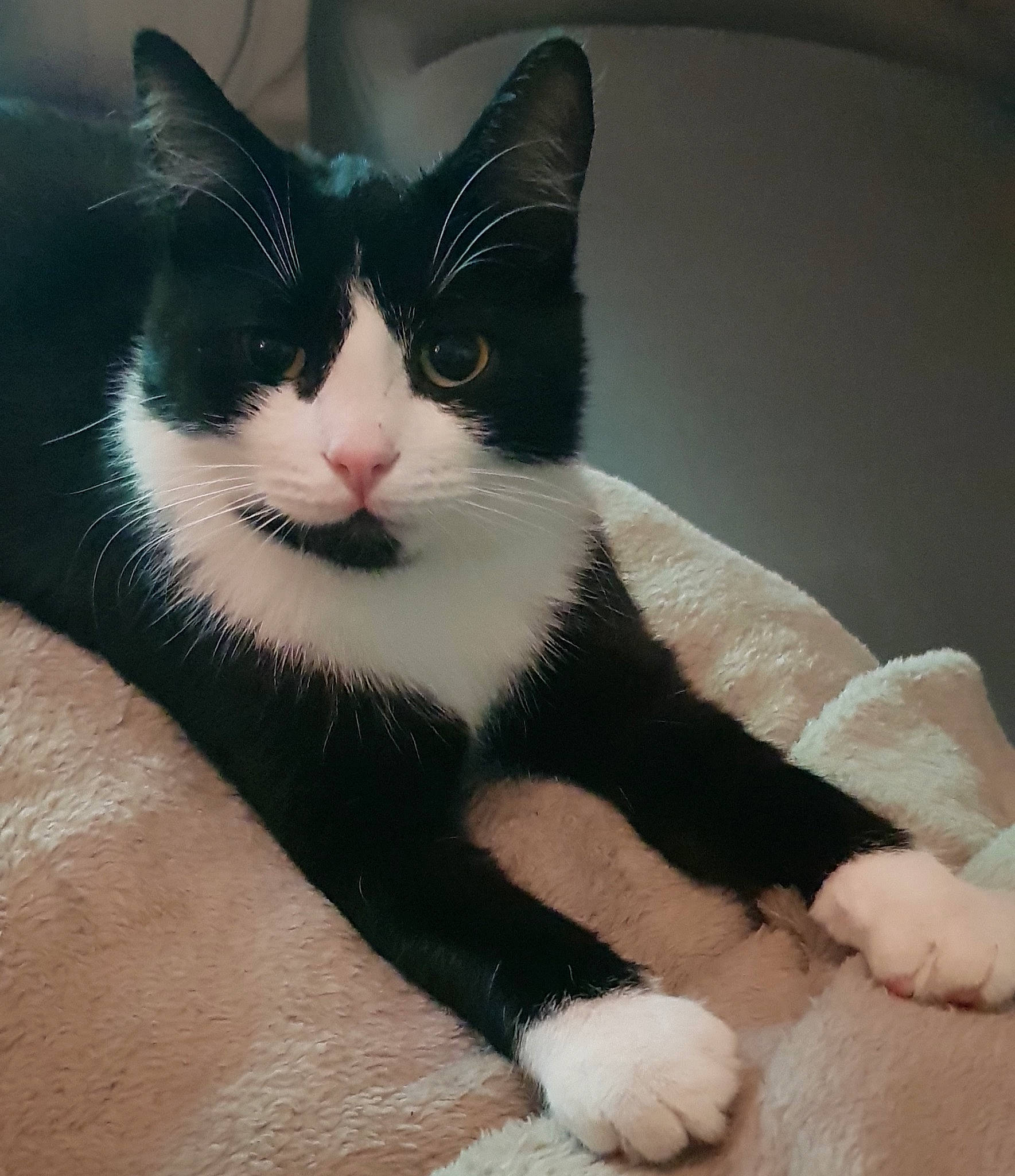 Mascotte participe au concours pour gagner de l'argent avec cette photo : aegean_cat, american_wirehair, black_and_white, carnivore, cat, domestic_short_haired_cat, eye, felidae, fur, japanese_bobtail, mammal, paw, polydactyl_cat, small_to_medium_sized_cats, snout, tail, vertebrate, whiskers