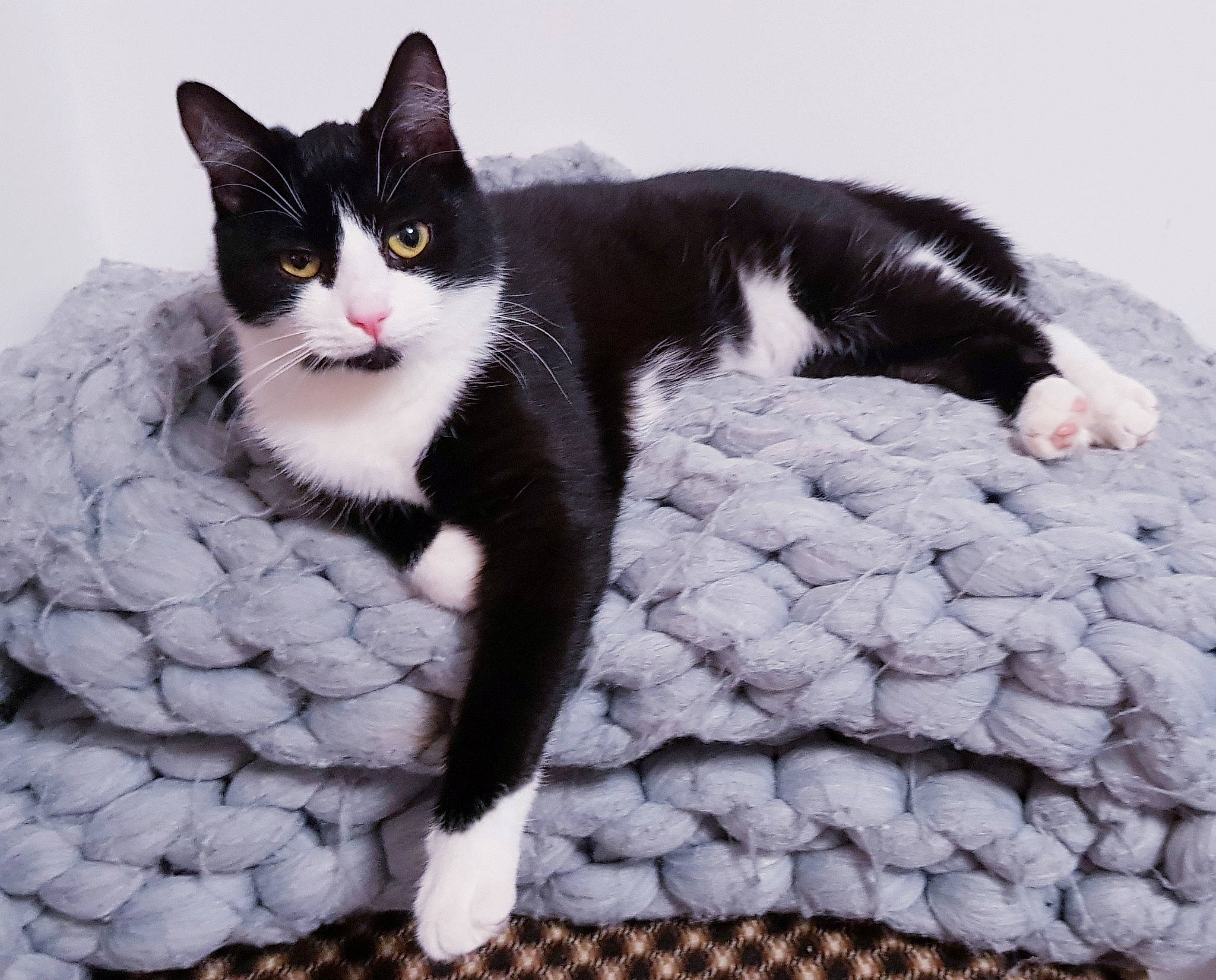 Mascotte a rejoint le concours — aidez-le/la à gagner de superbes lots ! aegean_cat, american_wirehair, black_and_white, black_cat, carnivore, cat, claw, domestic_short_haired_cat, european_shorthair, eye, felidae, fur, kitten, mammal, norwegian_forest_cat, paw, polydactyl_cat, small_to_medium_sized_cats, tail, whiskers